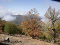 گزارش تصویری از فصل پاییز در جنگل ابر شاهرود